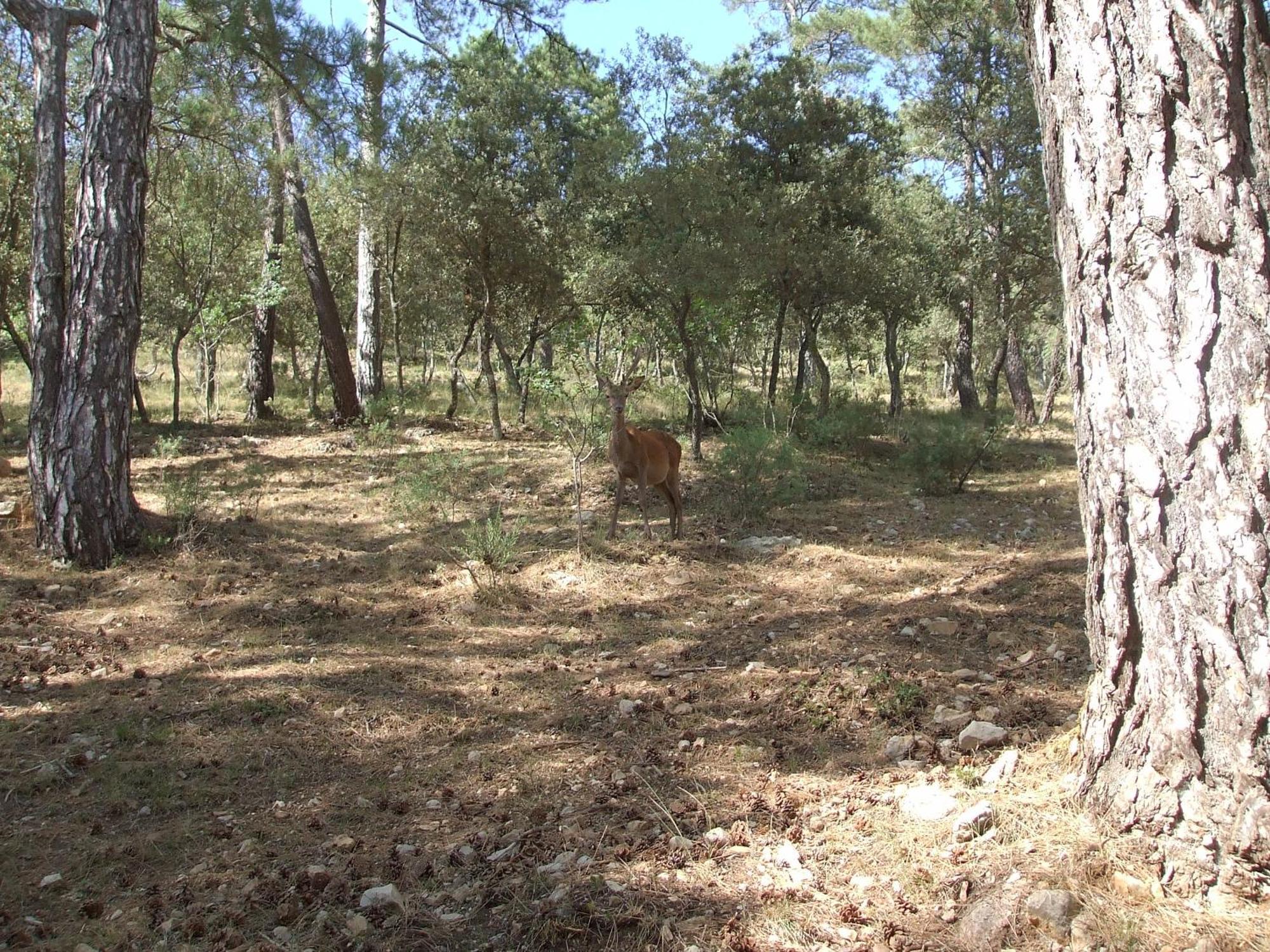 Pena Del Rey